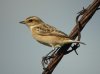 Whinchat at Paglesham Lagoon (Steve Arlow) (44016 bytes)